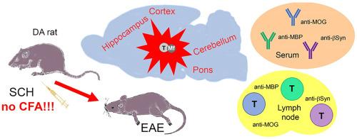 Brain inflammation in experimental autoimmune encephalomyelitis induced in Dark Agouti rats with spinal cord homogenate