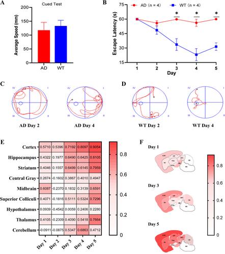 Positron emission tomography imaging of the P2X7 receptor with a novel tracer, [18F]GSK1482160, in a transgenic mouse model of Alzheimer's disease and healthy non-human primates