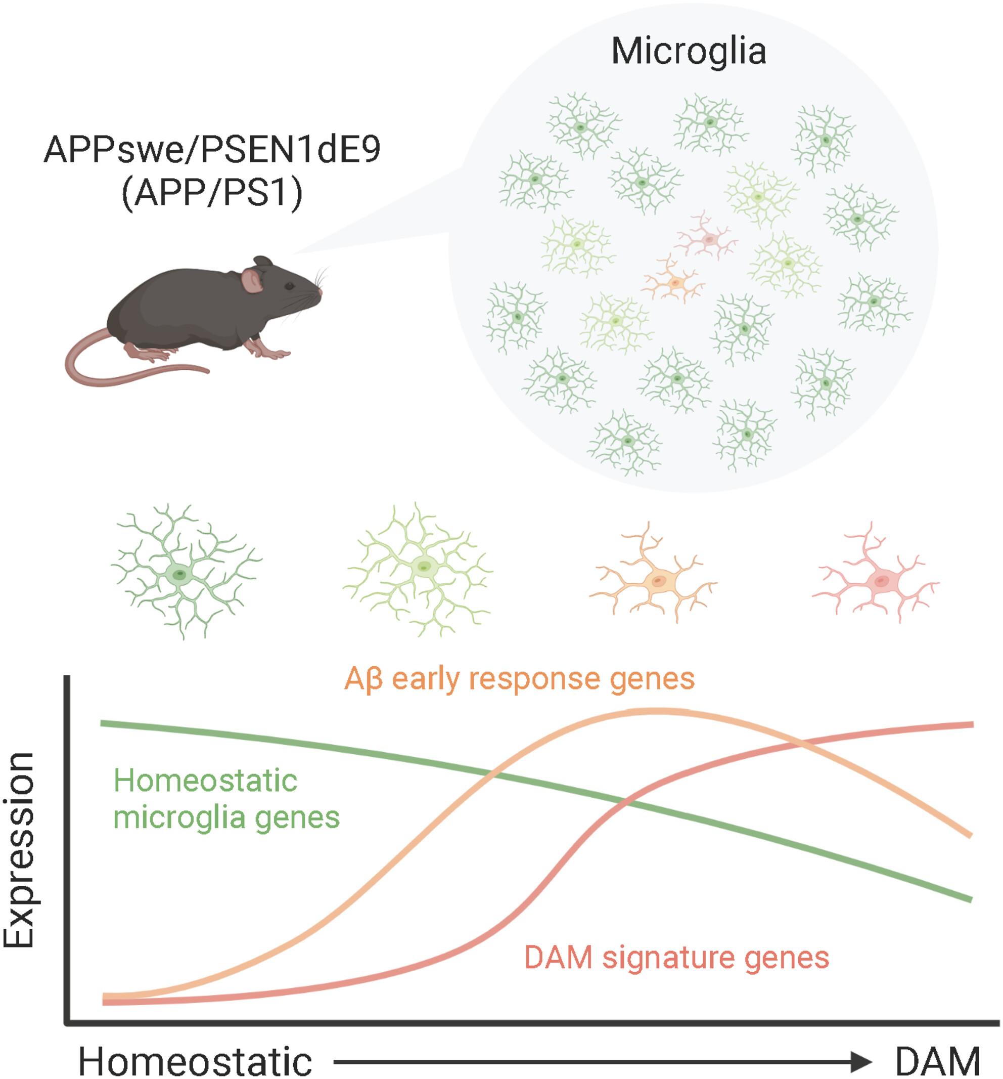 Early amyloid-induced changes in microglia gene expression in male APP/PS1 mice