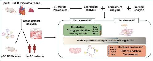 Atrial proteomic profiling reveals a switch towards profibrotic gene expression program in CREM-IbΔC-X mice with persistent atrial fibrillation