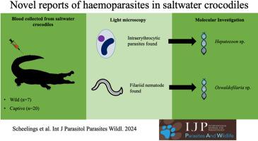 New records of Hepatozoon and Oswaldofilaria from saltwater crocodiles (Crocodylus porosus) in Australia