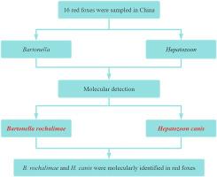 Molecular detection of Bartonella rochalimae and Hepatozoon canis in red foxes (Vulpes vulpes) from China