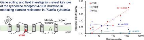 Key role of the ryanodine receptor I4790K mutation in mediating diamide resistance in Plutella xylostella