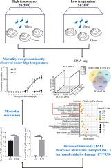 Transcriptomic insights into vibrio-induced mortality in the clam Meretrix petechialis under high temperature