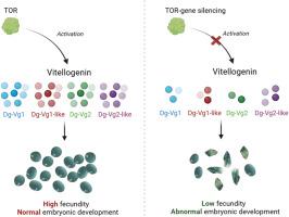 Vitellogenin and its upstream gene TOR play essential roles in the reproduction of Dermanyssus gallinae