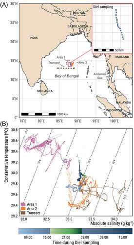 A single Prochlorococcus ecotype dominates the tropical Bay of Bengal with ultradian growth