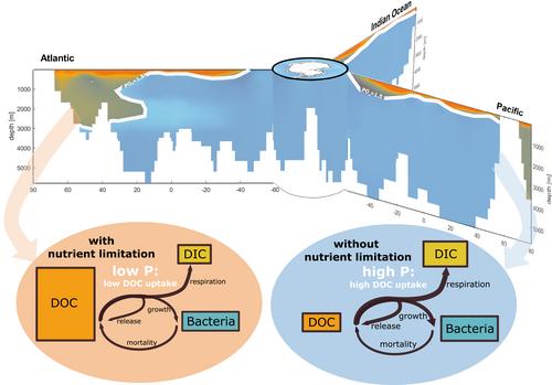 Mechanisms Underpinning the Net Removal Rates of Dissolved Organic Carbon in the Global Ocean