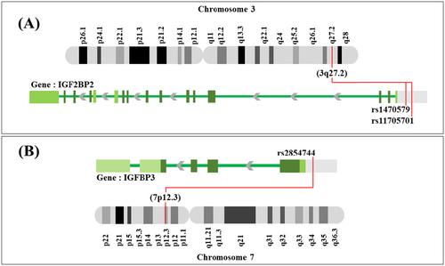 IGF2BP2 and IGFBP3 Genotypes, Haplotypes, and Genetic Models Studies in Polycystic Ovary Syndrome