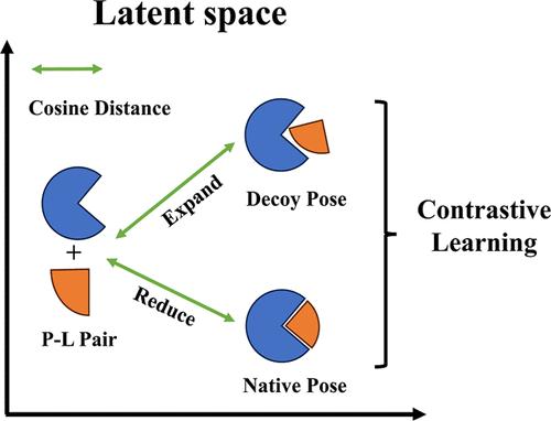 Enhancing Generalizability in Protein–Ligand Binding Affinity Prediction with Multimodal Contrastive Learning