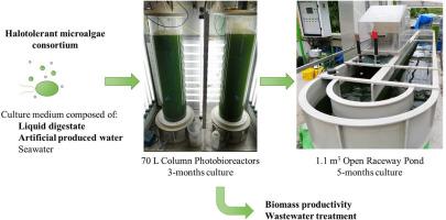 Culture of photosynthetic microalgae consortium in artificial produced water supplemented with liquid digestate in closed column photobioreactors and open-pond raceway