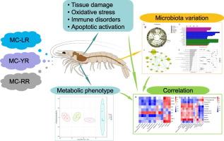 Toxicity of three microcystin variants on the histology, physiological and metabolism of hepatopancreas and intestinal microbiota of Litopenaeus vannamei