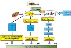 The physiological response of oriental river prawn Macrobrachium nipponense to starvation-induced stress