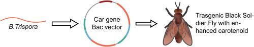 Transgenic black soldier flies for production of carotenoids