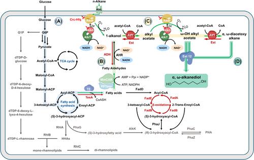 Pseudomonas putida as a platform for medium-chain length α,ω-diol production: Opportunities and challenges