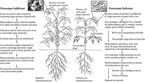 A review of the interaction between potassium nutrition and plant disease control