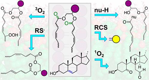 The Chemical Reactivity of Membrane Lipids