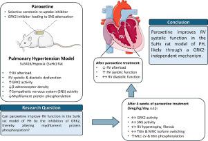 The selective serotonin reuptake inhibitor paroxetine improves right ventricular systolic function in experimental pulmonary hypertension