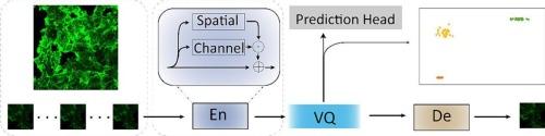 Enhancing subcellular protein localization mapping analysis using Sc2promap utilizing attention mechanisms