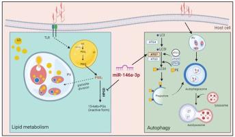 Elucidating miR-146a-3p as a key player in autophagy and lipid metabolism in Leishmania major infection