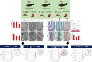 Structure and gene expression changes of the gill and liver in juvenile black porgy (Acanthopagrus schlegelii) under different salinities