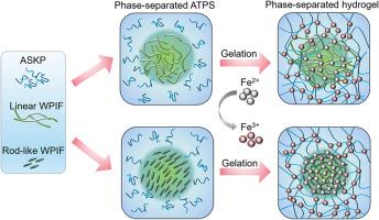 Engineering heterogeneous hierarchical hydrogels based on Artemisia sphaerocephala Krasch polysaccharide/whey protein isolate fibrils aqueous two-phase emulsion