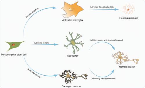 Role and limitation of cell therapy in treating neurological diseases