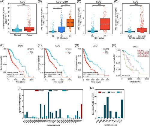 IGF2BP2 modulates autophagy and serves as a prognostic marker in glioma