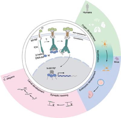 MYRF: A unique transmembrane transcription factor- from proteolytic self-processing to its multifaceted roles in animal development