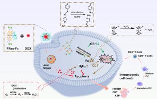 A self-cascade terpolymer platform for amplified chemo-chemodynamic therapy with synergistic immunogenic cell death enhancement