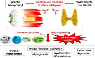 Redox mechanisms in autoimmune thyroid eye disease