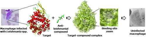 Compounds with potentialities as novel chemotherapeutic agents in leishmaniasis at preclinical level