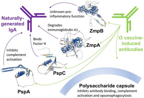 Immune interface interference vaccines: An evolution-informed approach to anti-bacterial vaccine design