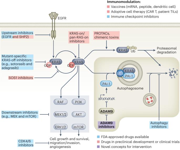 KRAS degradation averts PDAC chemoresistance