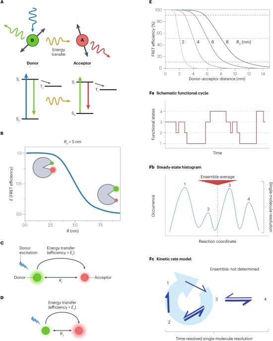 Fluorescence resonance energy transfer at the single-molecule level