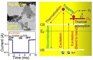 Surface trapping induced negative photoconductivity in Au nanoparticles functionalized SnO2/SnSe2 nanosheets under visible and NIR light