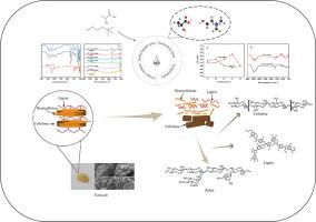 Study on the green extraction of corncob xylan by deep eutectic solvent