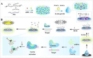 Self-enhanced nanohydrogel electrochemiluminescence biosensor based on CRISPR/Cas12a and gold platinum nanoparticles modification for high-sensitivity detection of Burkholderia pseudomallei