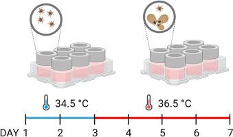 An optimized artificial blood feeding assay to study tick cuticle biology