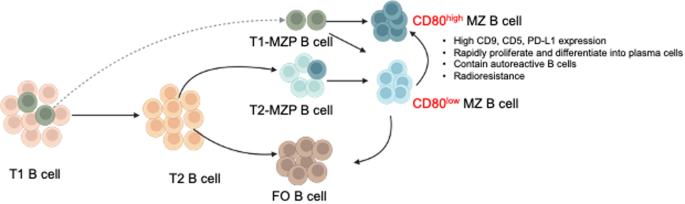 Defining two subpopulations of marginal zone B cells