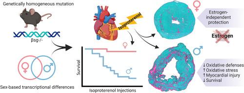 Reduced cardiac antioxidant defenses mediate increased susceptibility to workload-induced myocardial injury in males with genetic cardiomyopathy