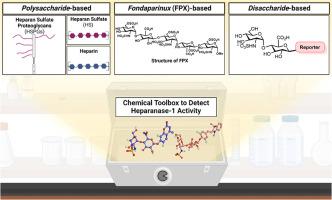 Chemical toolbox to interrogate Heparanase-1 activity