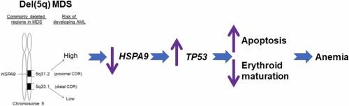 HSPA9/mortalin inhibition disrupts erythroid maturation through a TP53-dependent mechanism in human CD34+ hematopoietic progenitor cells