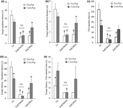 Prenatal treatment with corticosterone via maternal injection induces learning and memory impairments via delaying postsynaptic development in hippocampal CA1 neurons of rats