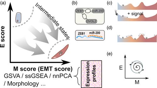 Data- and theory-driven approaches for understanding paths of epithelial–mesenchymal transition