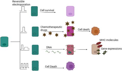 Modifying the electrical, optical, and magnetic properties of cancer cells: A comprehensive approach for cancer management