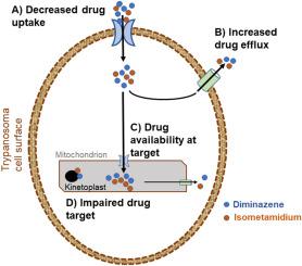 Drug resistance in animal trypanosomiases: Epidemiology, mechanisms and control strategies