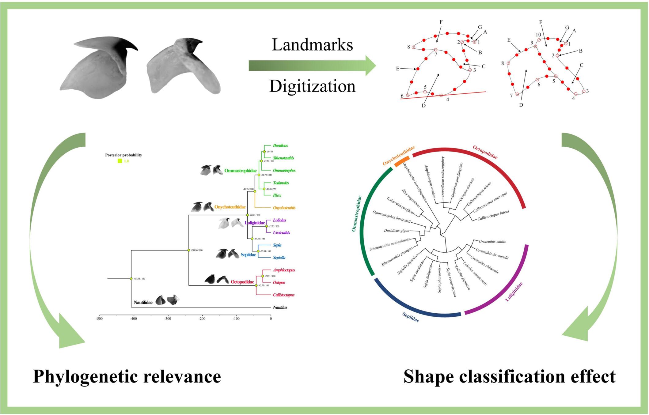 Geometric morphometrics casts light on phylogenetic relevance of cephalopod beak morphological