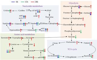 Pseudotargeted metabolomics method and its application in erastin-stimulated gastric adenocarcinoma cells based on liquid chromatography with tandem mass spectrometry