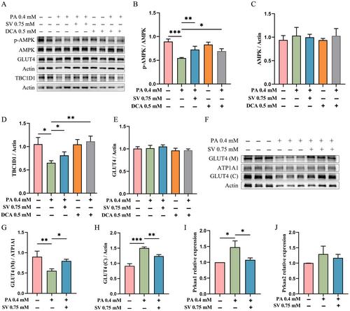 Stevioside Ameliorates Palmitic Acid–Induced Abnormal Glucose Uptake via the PDK4/AMPK/TBC1D1 Pathway in C2C12 Myotubes