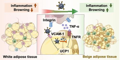 Nanomodulator-Mediated Restructuring of Adipose Tissue Immune Microenvironments for Antiobesity Treatment
